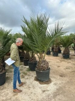 Jubaea Chilensis - Dikke Stam 50-60 Cm - Totale Hoogte 200+ Cm - Pot 160 Ltr [pallet] -Loofbomen Winkel 1991667837