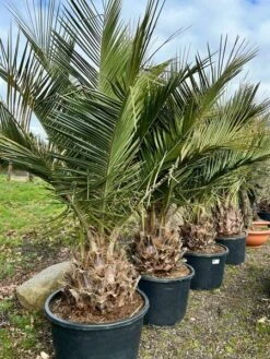 Jubaea Chilensis - Dikke Stam 50-60 Cm - Totale Hoogte 200+ Cm - Pot 160 Ltr [pallet] -Loofbomen Winkel 1991667843