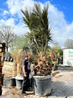 Jubaea Chilensis - Stam 110-130 Cm - Totale Hoogte 300+ Cm - Pot Ø 110 Cm [pallet]