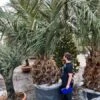 Jubaea Chilensis - Stam 120-140 Cm - Totale Hoogte 300+ Cm - Pot Ø 110 Cm [pallet]