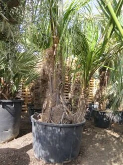 Parajubaea Torallyi Var. Torallyi - Doubletrunk - Stam 110-130 Cm - Totale Hoogte 250+ Cm - Pot Ø 90 Cm [pallet]