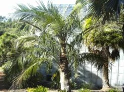 Parajubaea Torallyi Var. Torallyi - Doubletrunk - Stam 110-130 Cm - Totale Hoogte 250+ Cm - Pot Ø 90 Cm [pallet] -Loofbomen Winkel 1991668125