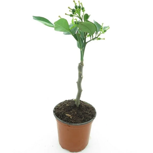 Citrus Sinensis Washington Navel - Stam 15-25 Cm - Totale Hoogte 40-50 Cm - Pot Ø 13 Cm 2 Citrus Sinensis Washington Navel - Stam 15-25 Cm - Totale Hoogte 40-50 Cm - Pot Ø 13 Cm - Afbeelding 2
