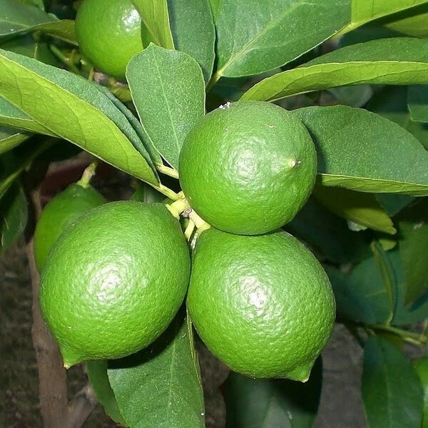 Citrus Latifolia - Stam 15-25 Cm - Totale Hoogte 50-60 Cm - Pot 13 Cm 1 Citrus Latifolia - Stam 15-25 Cm - Totale Hoogte 50-60 Cm - Pot 13 Cm