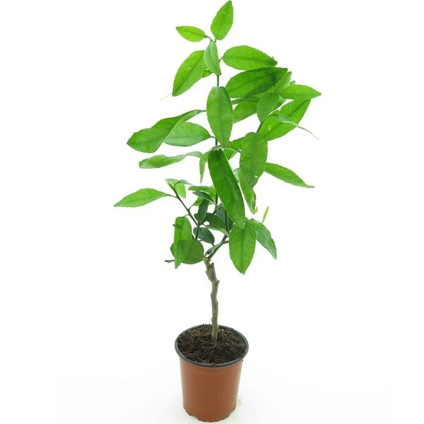Citrus Latifolia - Stam 15-25 Cm - Totale Hoogte 50-60 Cm - Pot 13 Cm 2 Citrus Latifolia - Stam 15-25 Cm - Totale Hoogte 50-60 Cm - Pot 13 Cm - Afbeelding 2