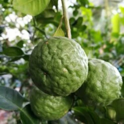 Citrus Hystrix - Stam 15-25 Cm - Totale Hoogte 40-50 Cm - Pot Ø 13 Cm