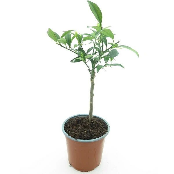 Citrus Kumquat - Stam 15-25 Cm - Totale Hoogte 40-50 Cm - Pot Ø 15 Cm 2 Citrus Kumquat - Stam 15-25 Cm - Totale Hoogte 40-50 Cm - Pot Ø 15 Cm - Afbeelding 2
