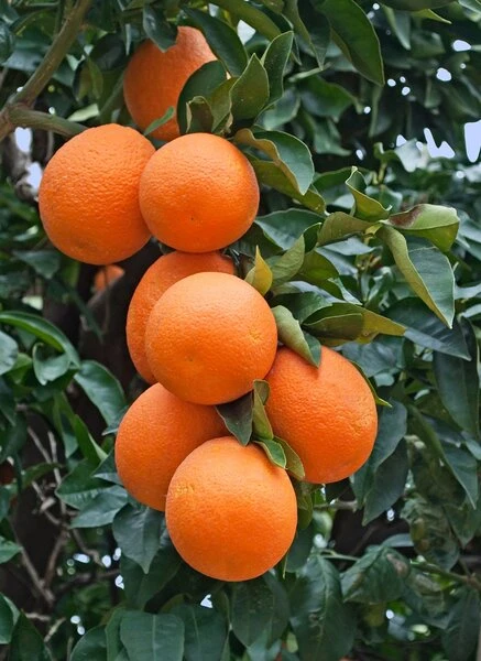 Citrus Sinensis - Stam 15-25 Cm - Totale Hoogte 50-60 Cm - Pot Ø 13 Cm 2 Citrus Sinensis - Stam 15-25 Cm - Totale Hoogte 50-60 Cm - Pot Ø 13 Cm - Afbeelding 2
