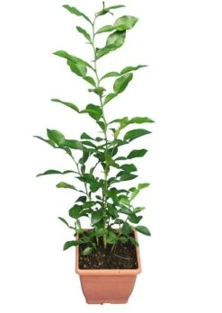 Citrus Hystrix - Totale Hoogte 60-80 Cm - Pot Ø 23 Cm -Loofbomen Winkel 1991670282
