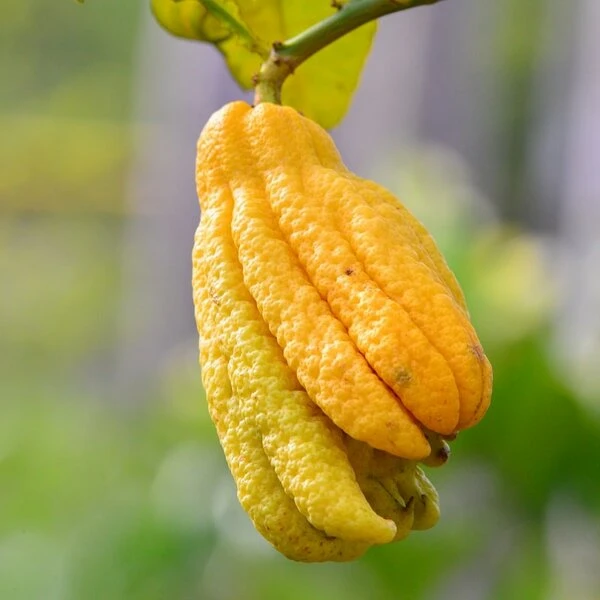 Citrus Medica Var. Sarcodactylis Digitata - Totale Hoogte 80-100 Cm - Pot Ø 23 Cm 1 Citrus Medica Var. Sarcodactylis Digitata - Totale Hoogte 80-100 Cm - Pot Ø 23 Cm
