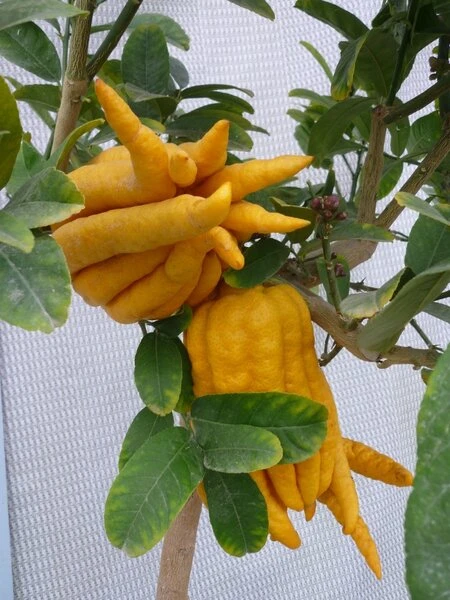 Citrus Medica Var. Sarcodactylis Digitata - Totale Hoogte 80-100 Cm - Pot Ø 23 Cm 3 Citrus Medica Var. Sarcodactylis Digitata - Totale Hoogte 80-100 Cm - Pot Ø 23 Cm - Afbeelding 3