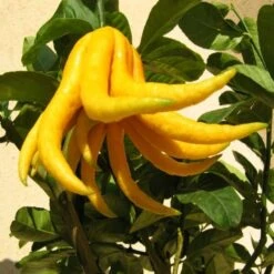 Citrus Medica Var. Sarcodactylis Digitata - Totale Hoogte 80-100 Cm - Pot Ø 23 Cm 8 Citrus Medica Var. Sarcodactylis Digitata - Totale Hoogte 80-100 Cm - Pot Ø 23 Cm -Loofbomen Winkel 1991670321