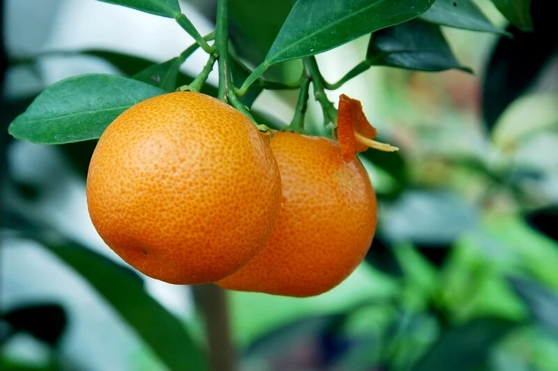 Citrus Mitis Calamondine - Stam 30-40 Cm - Totale Hoogte 70-100 Cm - Pot Ø 22 Cm 1 Citrus Mitis Calamondine - Stam 30-40 Cm - Totale Hoogte 70-100 Cm - Pot Ø 22 Cm