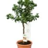 Citrus Myrtifolia - Stam 30-40 Cm - Totale Hoogte 70-100 Cm - Pot 20 Cm