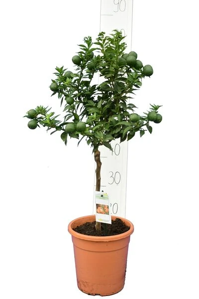 Citrus Myrtifolia - Stam 30-40 Cm - Totale Hoogte 70-100 Cm - Pot 20 Cm 1 Citrus Myrtifolia - Stam 30-40 Cm - Totale Hoogte 70-100 Cm - Pot 20 Cm