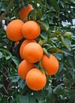 Citrus Sinensis - Pot 2 Ltr -Loofbomen Winkel 1991670435