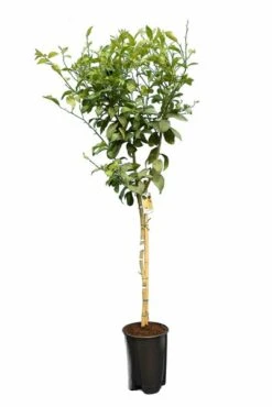 Loofbomen Winkel 41 Citrus Limon - Totale Hoogte 150-170 Cm - Ø 26 Cm Pot