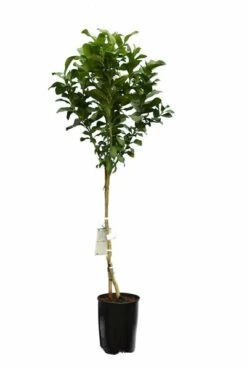 Citrus Limon - Totale Hoogte 150-170 Cm - Ø 26 Cm Pot -Loofbomen Winkel 1991670501