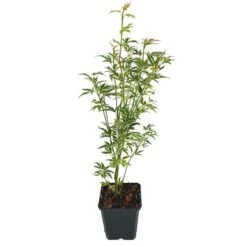 Acer Palmatum Butterfly - Totale Hoogte 50-60 Cm - Pot 3 Ltr -Loofbomen Winkel 1991735475