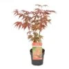 Acer Palmatum Atropurpureum - Totale Hoogte 60-80 Cm - Pot 3 Ltr