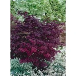 Acer Palmatum Atropurpureum - Totale Hoogte 60-80 Cm - Pot 3 Ltr -Loofbomen Winkel 1991738979