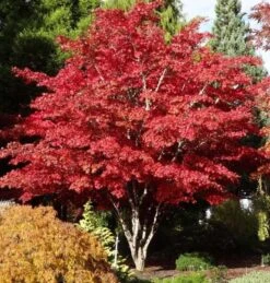 Acer Palmatum Atropurpureum - Totale Hoogte 60-80 Cm - Pot 3 Ltr -Loofbomen Winkel 1991738982