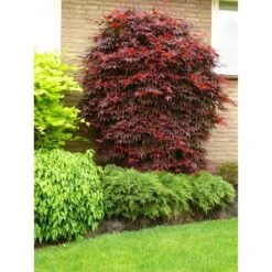 Acer Palmatum Atropurpureum - Totale Hoogte 60-80 Cm - Pot 3 Ltr -Loofbomen Winkel 1991738985