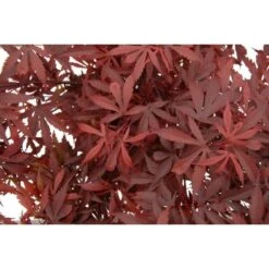 Acer Palmatum Atropurpureum - Totale Hoogte 60-80 Cm - Pot 3 Ltr -Loofbomen Winkel 1991738988
