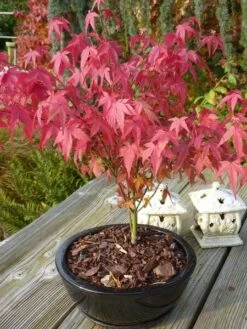 Acer Palmatum Atropurpureum - Totale Hoogte 60-80 Cm - Pot 3 Ltr -Loofbomen Winkel 1991738991