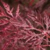 Acer Palmatum Dissectum Garnet - Totale Hoogte 50-60 Cm - Pot 3 Ltr