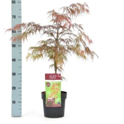 Acer Palmatum Dissectum Garnet - Totale Hoogte 50-60 Cm - Pot 3 Ltr -Loofbomen Winkel 1991739351