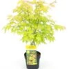 Acer Palmatum Orange Dream - Totale Hoogte 60-80 Cm - Pot 3 Ltr