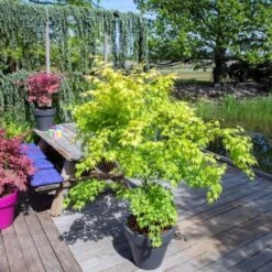 Acer Palmatum Orange Dream - Totale Hoogte 60-80 Cm - Pot 3 Ltr -Loofbomen Winkel 1991739402