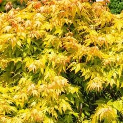 Acer Palmatum Orange Dream - Totale Hoogte 60-80 Cm - Pot 3 Ltr -Loofbomen Winkel 1991739405