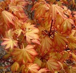 Acer Palmatum Orange Dream - Totale Hoogte 60-80 Cm - Pot 3 Ltr -Loofbomen Winkel 1991739408