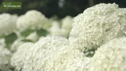 Hydrangea Arborescens Strong Annabelle - Pot 3 Ltr -Loofbomen Winkel 1991739540