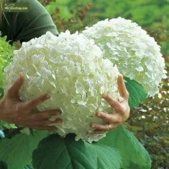 Hydrangea Arborescens Strong Annabelle - Pot 3 Ltr -Loofbomen Winkel 1991739543