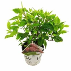 Hydrangea Arborescens Ruby Annabelle - Pot 3 Ltr -Loofbomen Winkel 1991739675