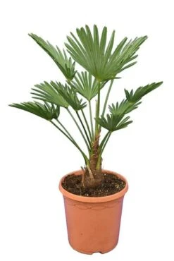 Trachycarpus Wagnerianus Frosty - Totale Hoogte 50-70 Cm - Pot Ø 23 Cm