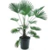 Trachycarpus Wagnerianus Frosty - Totale Hoogte 90-110 Cm - Pot Ø 32 Cm