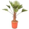 Trachycarpus Wagnerianus - Stam 50-60 Cm - Totale Hoogte 150-170 Cm [pallet]