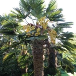 Trachycarpus Wagnerianus - Stam 70-80 Cm - Totale Hoogte 170-190 Cm [pallet] -Loofbomen Winkel 1991876484