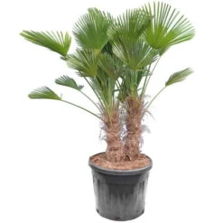 Trachycarpus Wagnerianus Multitrunk - Pot Ø 55 Cm / 70 Ltr [pallet]