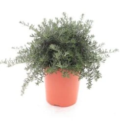 Westringia Fruticosa - Pot Ø 26 Cm