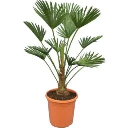 Trachycarpus Wagnerianus Frosty - Totale Hoogte 80-90 Cm - Pot Ø 26 Cm