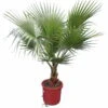 Washingtonia Robusta - Stam 20-30 Cm - Totale Hoogte 150-180 Cm - Pot Ø 32 Cm [pallet]