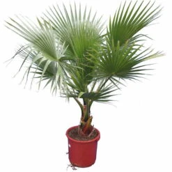 Washingtonia Robusta - Stam 20-30 Cm - Totale Hoogte 150-180 Cm - Pot Ø 32 Cm [pallet]