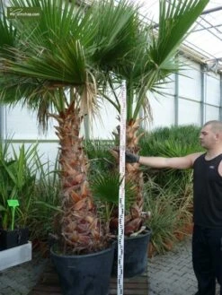 Washingtonia Robusta - Stam 20-30 Cm - Totale Hoogte 150-180 Cm - Pot Ø 32 Cm [pallet] -Loofbomen Winkel 1992403758