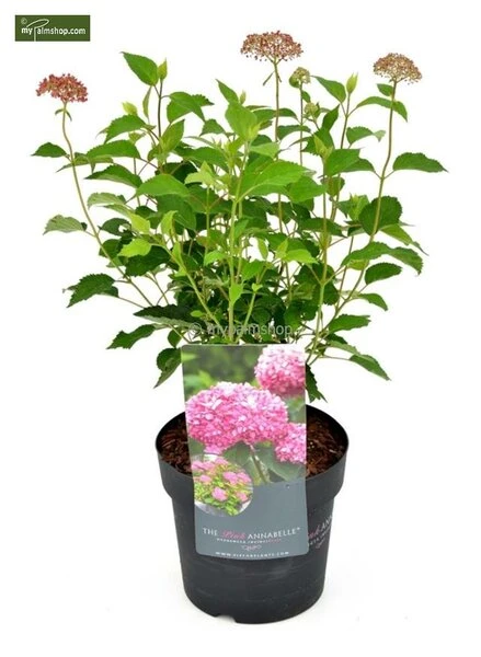 Hydrangea Arborescens Pink Annabelle 3 Ltr 1 Hydrangea Arborescens Pink Annabelle 3 Ltr