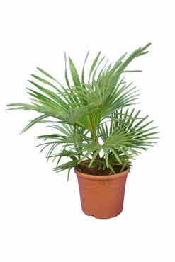 Trachycarpus Princeps X Wagnerianus - Totale Hoogte 80-100 Cm - Pot Ø 23 Cm